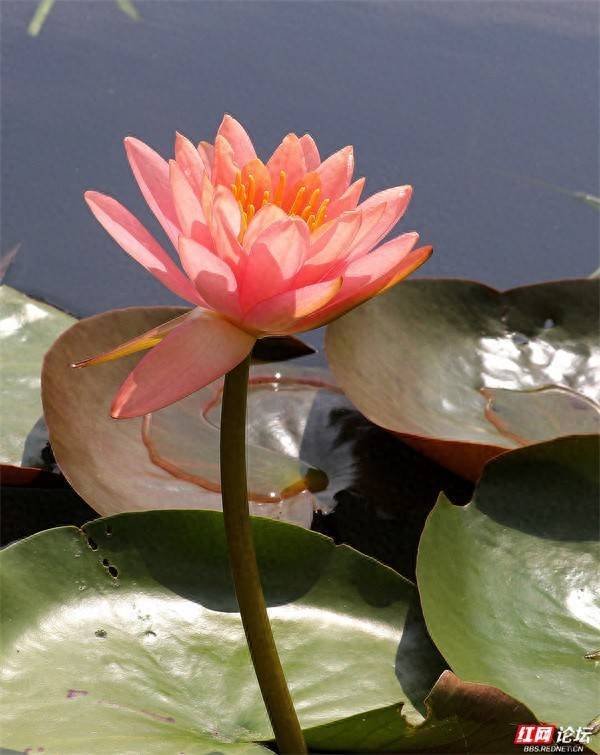 安联 镜水浮香：长沙梅溪湖畔睡莲的粉白夏日