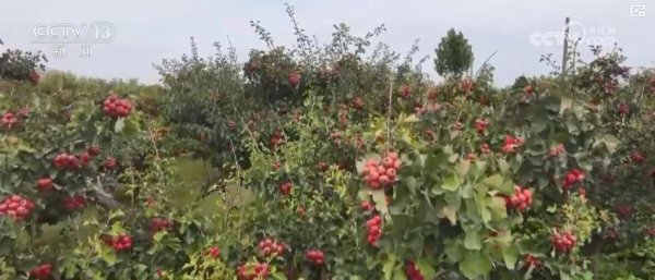 牛津配资 金秋中国丰收图景：山楂红、苹果甜、紫菜鲜，特色产业拓宽乡村振兴路